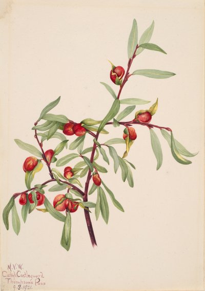 Untitled--Plant Study by Mary Vaux Walcott