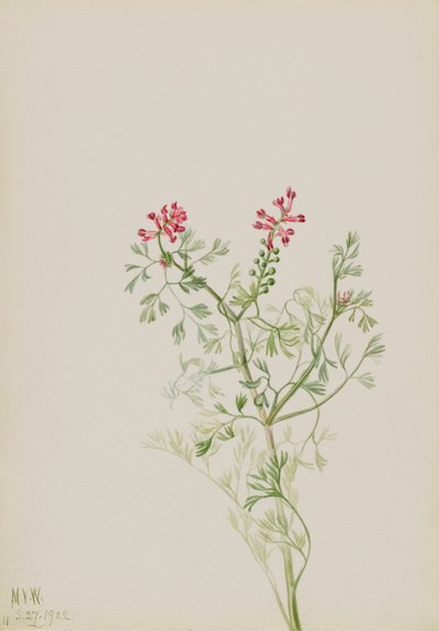 Untitled--Plant Study by Mary Vaux Walcott