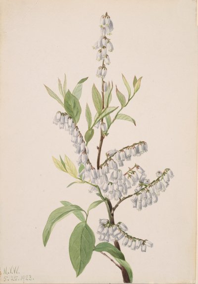 Untitled--Plant Study, 1923 by Mary Vaux Walcott