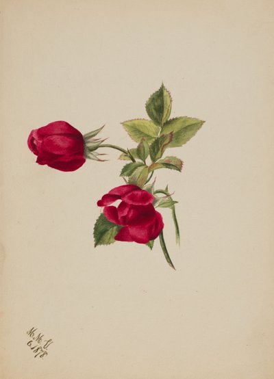Untitled--Rose by Mary Vaux Walcott