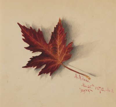 Untitled (Autumn Leaf) by Mary Vaux Walcott