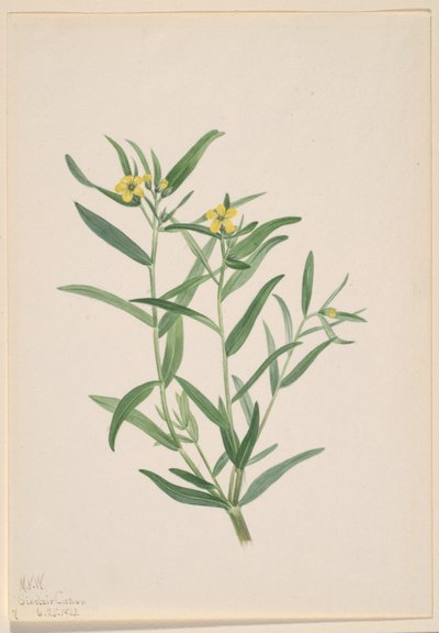 Untitled (Flower Study) by Mary Vaux Walcott