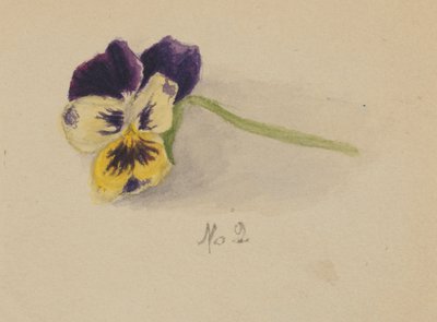 Untitled (Pansy) by Mary Vaux Walcott