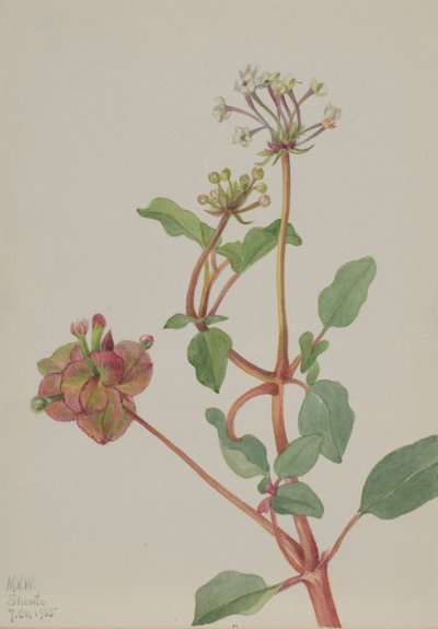 Untitled (Tripterocalyx Pedunculatus) by Mary Vaux Walcott