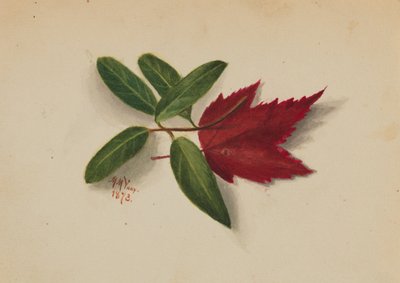 Untitled, 1873 by Mary Vaux Walcott