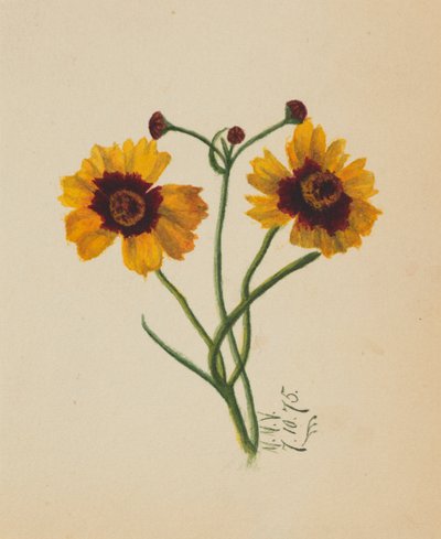 Untitled, 1875 by Mary Vaux Walcott