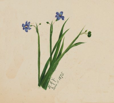 Untitled by Mary Vaux Walcott