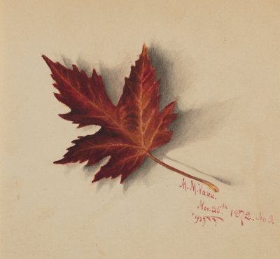 Untitled Autumn Leaf by Mary Vaux Walcott