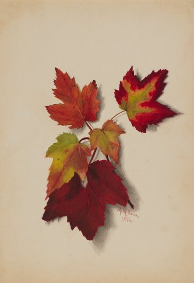 Untitled Autumn Leaves, 1874 by Mary Vaux Walcott