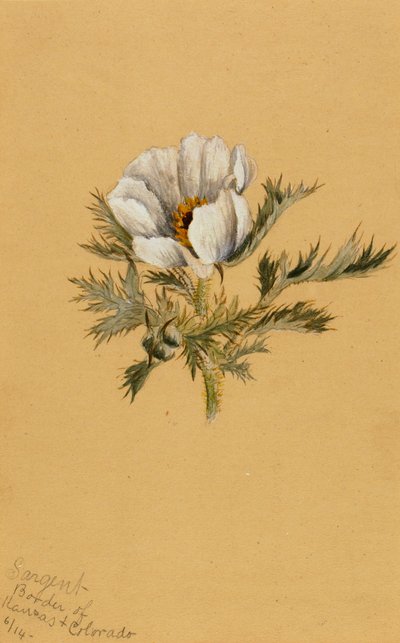 Untitled Flower Study, 1883 by Mary Vaux Walcott