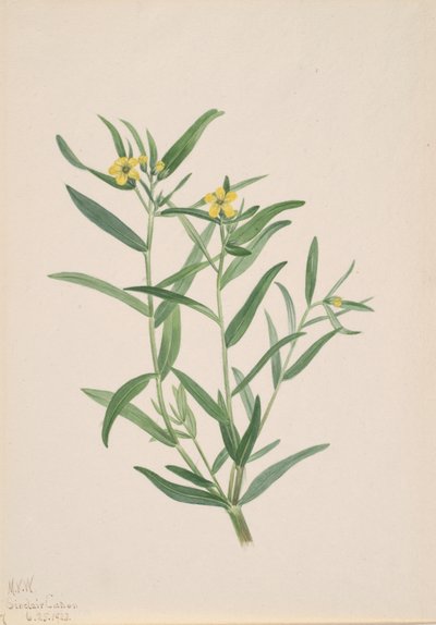 Untitled Flower Study by Mary Vaux Walcott