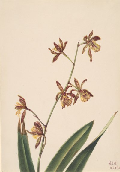 Untitled Flower Study, 1924 by Mary Vaux Walcott