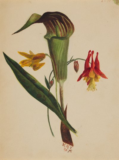 Untitled Jack in the Pulpit, 1876 by Mary Vaux Walcott
