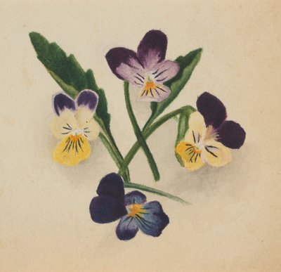 Untitled Pansies, 1874 by Mary Vaux Walcott