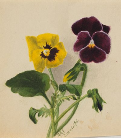 Untitled Pansies, 1875 by Mary Vaux Walcott