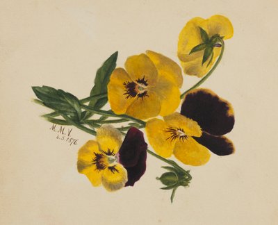 Untitled Pansies by Mary Vaux Walcott