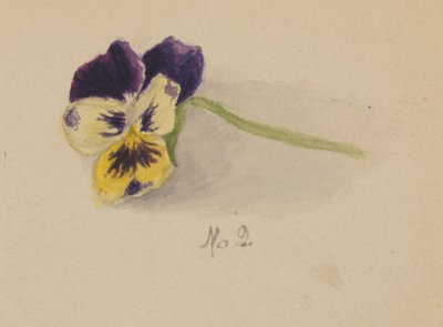 Untitled Pansy by Mary Vaux Walcott