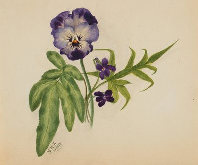 Untitled Pansy by Mary Vaux Walcott