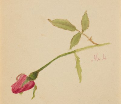 Untitled Rose by Mary Vaux Walcott