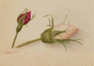 Untitled Rosebuds by Mary Vaux Walcott