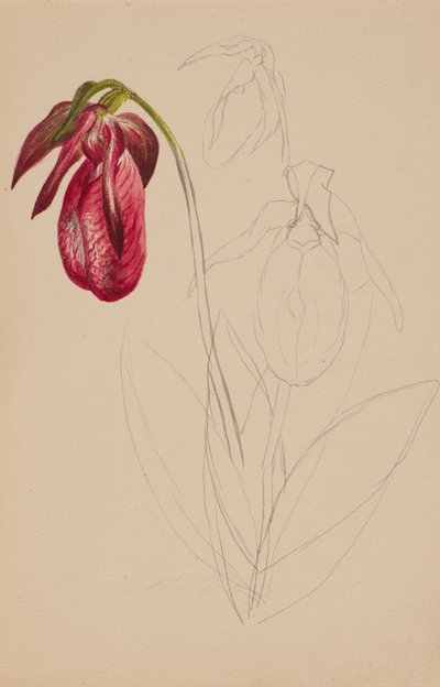 Untitled Unfinished Sketch, n.d. by Mary Vaux Walcott