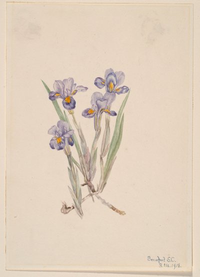 Vernal Iris (Iris Verna) by Mary Vaux Walcott