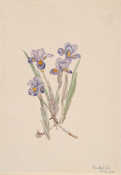 Vernal Iris Iris Verna by Mary Vaux Walcott