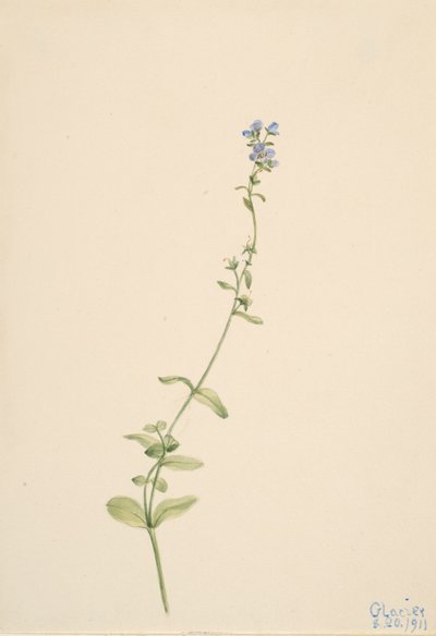 Veronica serpyllifolia by Mary Vaux Walcott
