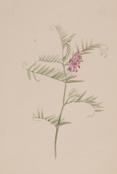 Vicia americana by Mary Vaux Walcott