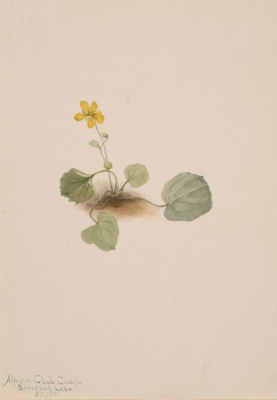 Viola orbiculata by Mary Vaux Walcott