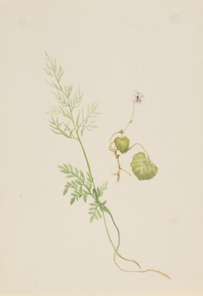 Viola Palustris by Mary Vaux Walcott