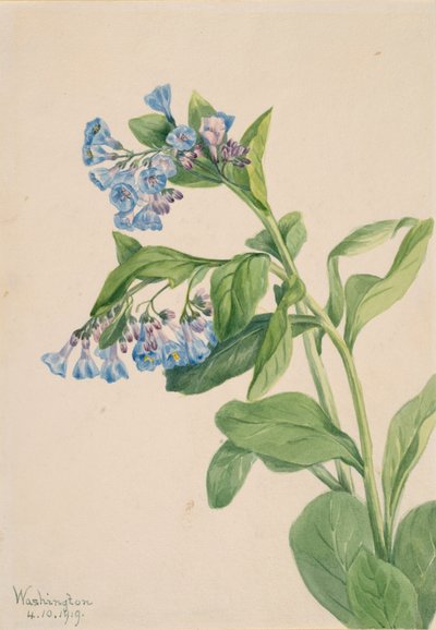 Virginia Bluebells Mertensia Virginica, 1919 by Mary Vaux Walcott