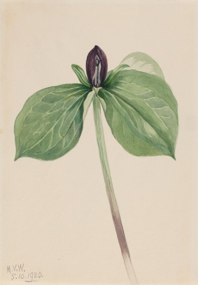 Wake-Robin by Mary Vaux Walcott