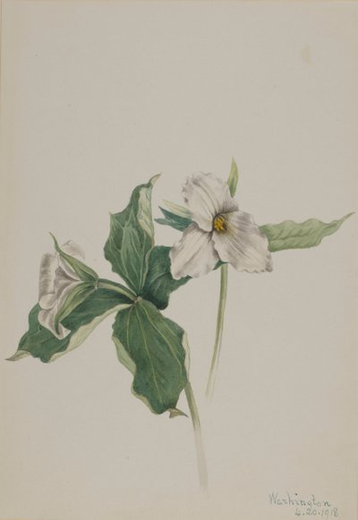 Wake-Robin Trillium grandiflorum, 1918 by Mary Vaux Walcott