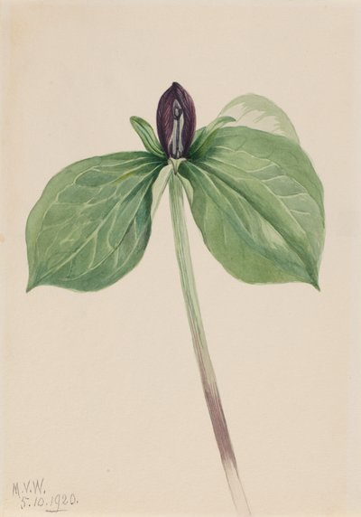 Wake-Robin Trillium sessile by Mary Vaux Walcott