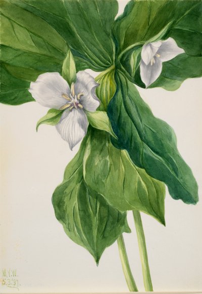 Wake-Robin by Mary Vaux Walcott