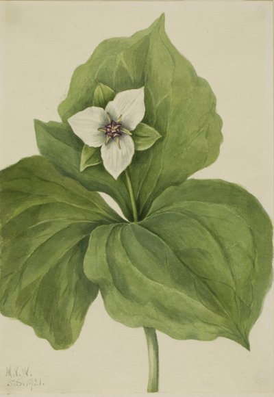Wax Trillium, 1921 by Mary Vaux Walcott