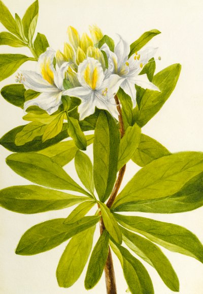 Western Azalea by Mary Vaux Walcott