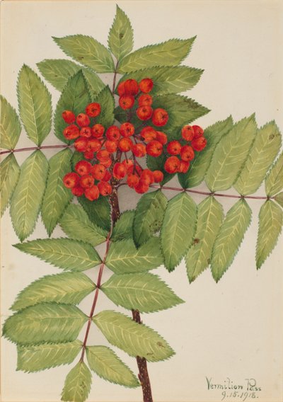 Western Mountain Ash by Mary Vaux Walcott