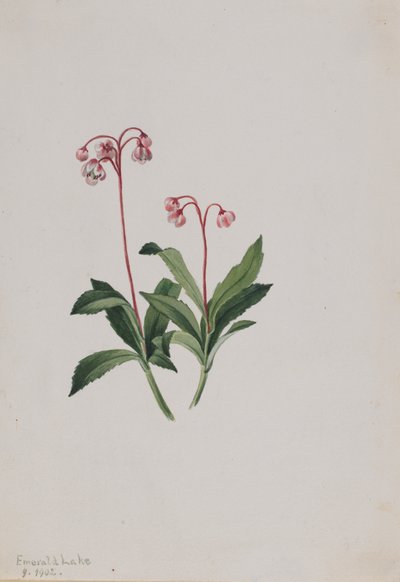 Western Pipsissewa Chimaphila umbellata, 1902 by Mary Vaux Walcott