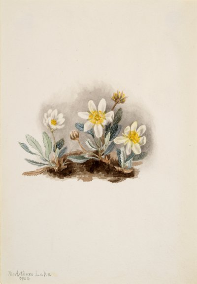 White Dryad Dryas octopetala by Mary Vaux Walcott