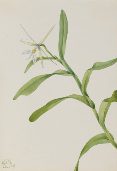 White Epidendrum by Mary Vaux Walcott