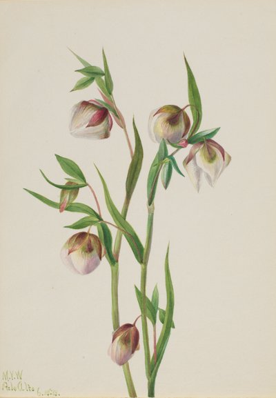 White Fairy Lantern by Mary Vaux Walcott