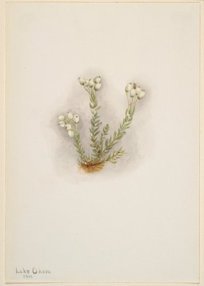 White Heather (Phyllodoce grandiflora) by Mary Vaux Walcott