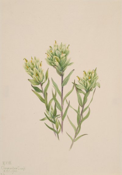 White Indian Paintbrush Castilleja occidentalis by Mary Vaux Walcott