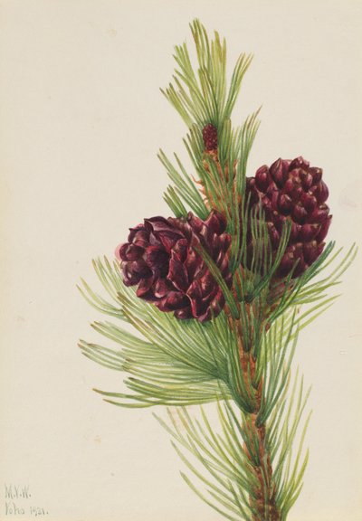 Whitebark Pine by Mary Vaux Walcott
