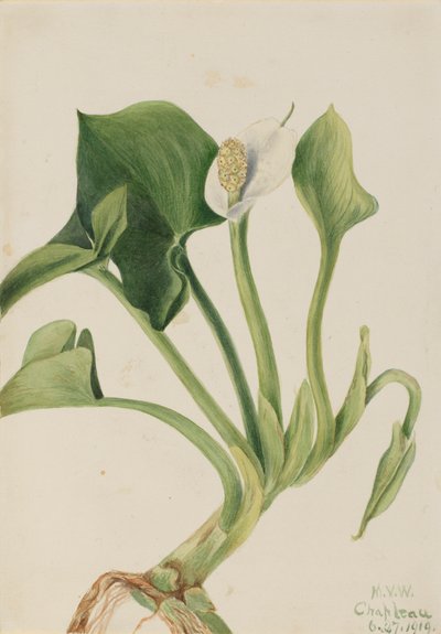 Wild Calla by Mary Vaux Walcott