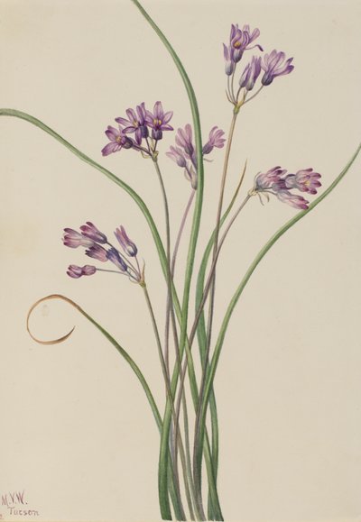 Wild Hyacinth Brodiaea pulchella by Mary Vaux Walcott