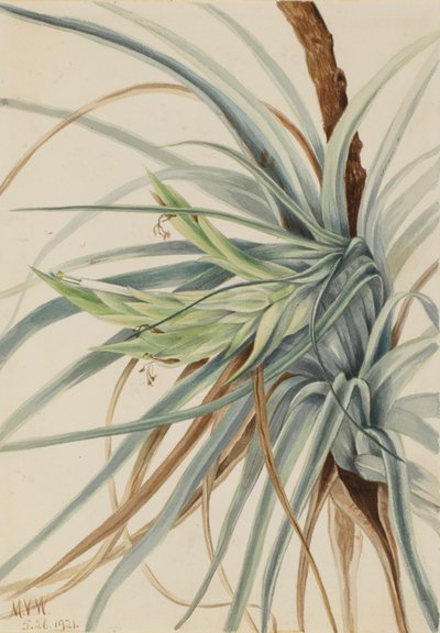 Wild Pineapple (Tillandsia fasciculata) by Mary Vaux Walcott