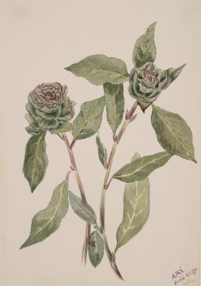 Willow Salix by Mary Vaux Walcott